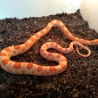 Elaphe guttata albino