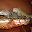 Dino a Vikou�