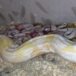 Boa constrictor albino