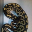 Python regius phantom 1,0