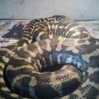 Morelia spilota varigeata 0,1