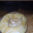 Hc Albino